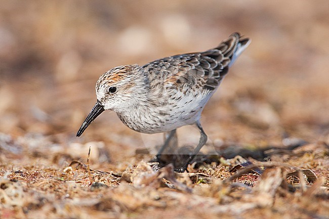 Adult Western Sandpiper stock-image by Agami/Wil Leurs,