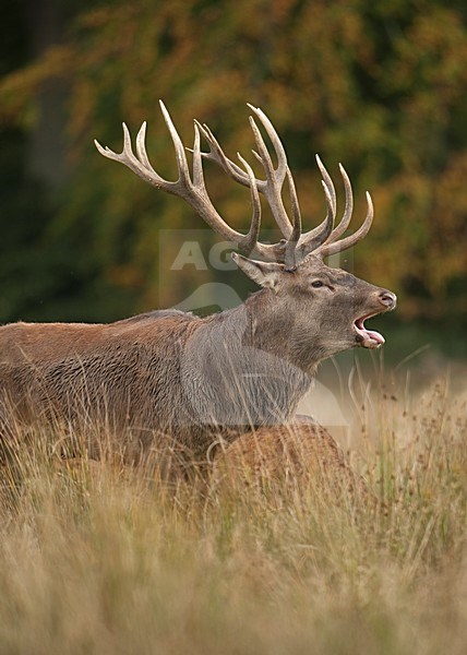Bronstig mannetje Edelhert; Red deer male displaying stock-image by Agami/Han Bouwmeester,