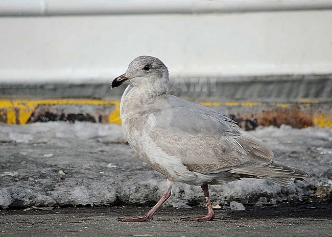 Second-winter Glaucous-winged Gull (Larus glaucescens) wintering in harbour of Rauso on Hokkaido, Japan. stock-image by Agami/Dani Lopez-Velasco,