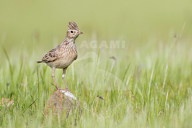 Oriental Skylark (Alauda gulgula inconspicua) perched in tall gras stock-image by Agami/Ralph Martin,