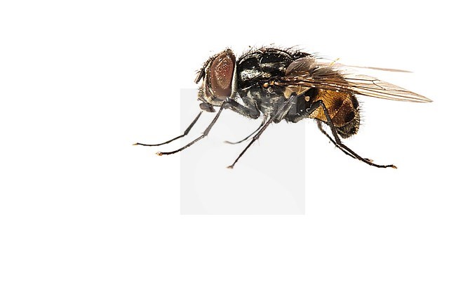 Male Graphomya maculata stock-image by Agami/Wil Leurs,