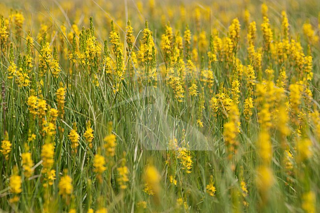 Ven met bloeiende Beenbreek, Flowering Bog asphodel stock-image by Agami/Wil Leurs,