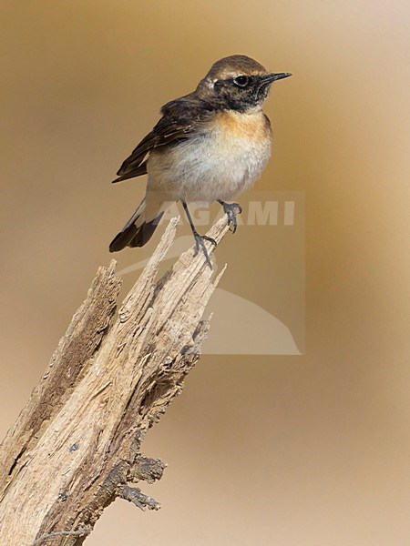Bonte Tapuit, Pied Wheatear stock-image by Agami/Daniele Occhiato,