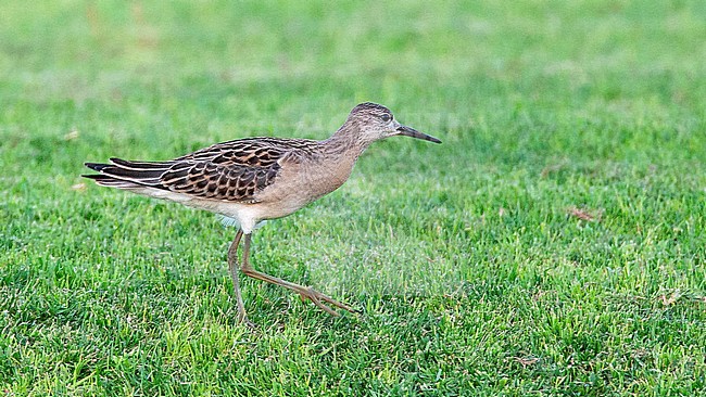 Juvenile Ruff (Calidris pugnax) moulting to first winter plumage during late autumn. stock-image by Agami/Edwin Winkel,