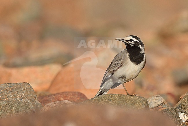 The Moroccan subspecies of White Wagtail (Motacilla alba subpersonata) is an endemic taxon. stock-image by Agami/Eduard Sangster,