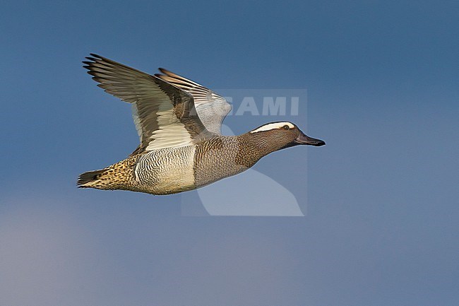 Flying male Garganey (Anas querquedula) during spring migration in Italy. stock-image by Agami/Daniele Occhiato,