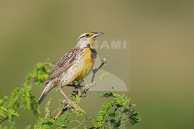 Adult Chihuahuan Meadowlark (Sturnella lilianae)
Cochise Co., Arizona, USA
May stock-image by Agami/Brian E Small,