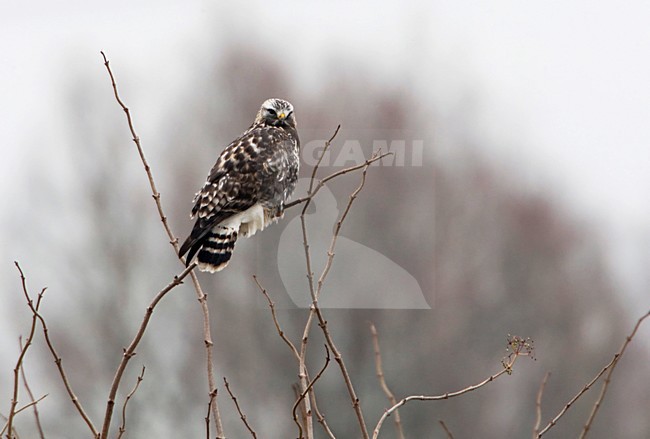 Ruigpootbuizerd, Rough-legged Buzzard, Buteo lagopus stock-image by Agami/Arie Ouwerkerk,