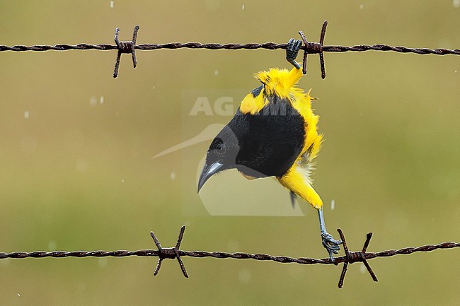 Male Black-cowled Oriole (Icterus prosthemelas) hanging in barbed wire in Costa Rica. stock-image by Agami/Bence Mate,