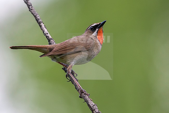 Roodkeelnachtegaal; Siberian Rubythroat stock-image by Agami/Daniele Occhiato,