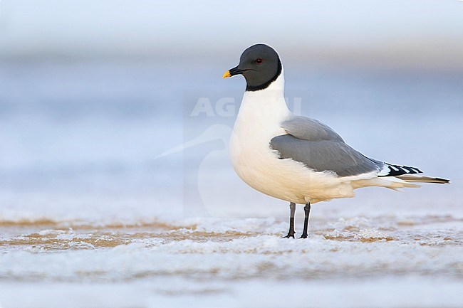 Adult Sabine's Gull (Xema sabini) on the arctic tundra near Barrow in northern Alaska, United States. stock-image by Agami/Dubi Shapiro,