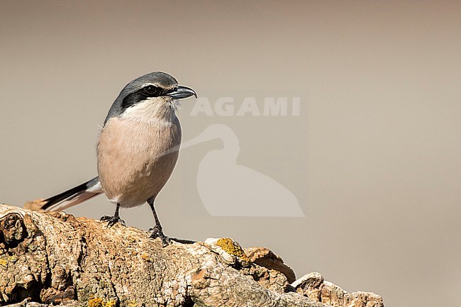 Iberian Grey Shrike, berische Klapekster, Lanius meridionalis stock-image by Agami/Oscar Díez,