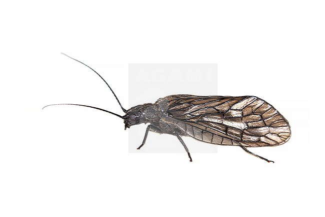 Alderfly, Sialis cf. lutaria stock-image by Agami/Wil Leurs,