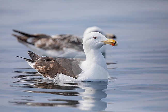 Immature (4 cy) Great Black-backed Gull (Larus marinus) resting on the water with the ocean and another individual as background in Brittany, France. stock-image by Agami/Sylvain Reyt,
