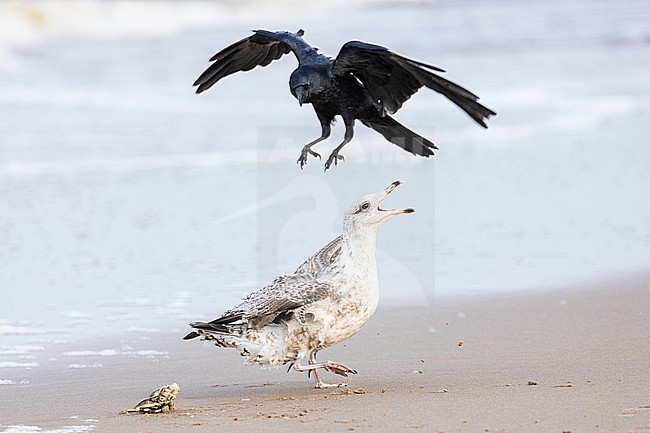  stock-image by Agami/Menno van Duijn,