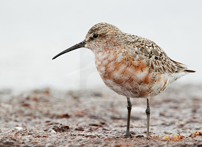 Volwassen Krombekstrandloper; Adult Curlew Sandpiper stock-image by Agami/Markus Varesvuo,