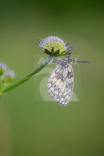 Marbled White, Melanargia galathea stock-image by Agami/Wil Leurs,