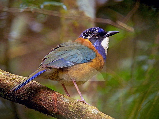 Pitta-like ground roller (Atelornis pittoides) on Madagascar. Perched on a branch. stock-image by Agami/Pete Morris,
