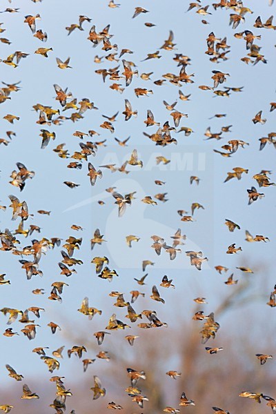 Grote groep overwinterende vinkachtigen, zaadeters (Kneu, Groenling) vliegen boven winters akkervogelreservaat Mortelshof. Flock of wintering seedeating songbirds (Linnet, Greenfinch) flying above wintery arable land Mortelshof stock-image by Agami/Ran Schols,