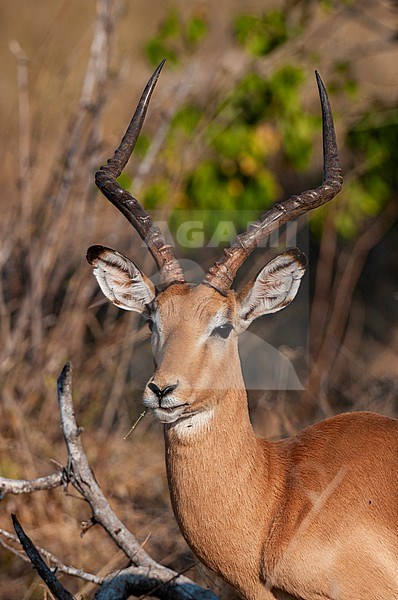 Portrait of an impala, Aepyceros melampus, eating. Chief Island, Moremi Game Reserve, Okavango Delta, Botswana. stock-image by Agami/Sergio Pitamitz,