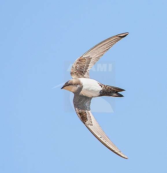 Alpine Swift (Apus melba) flying over Rabbit Island off Petra on the Greek island of Lesvos. stock-image by Agami/Marc Guyt,