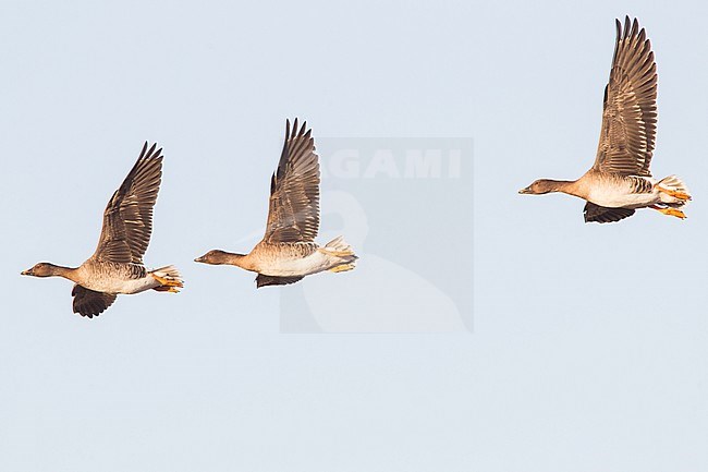 Tundra Bean Goose in fligh stock-image by Agami/Menno van Duijn,