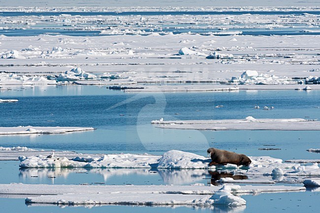 Walrus liggend op het pakijs; Walrus lying on the pack ice stock-image by Agami/Marc Guyt,