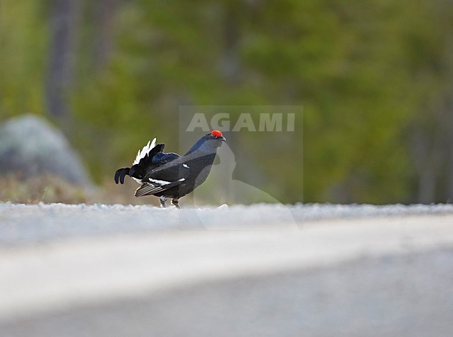 Black Grouse male in forest; Korhoen in het bos stock-image by Agami/Markus Varesvuo,