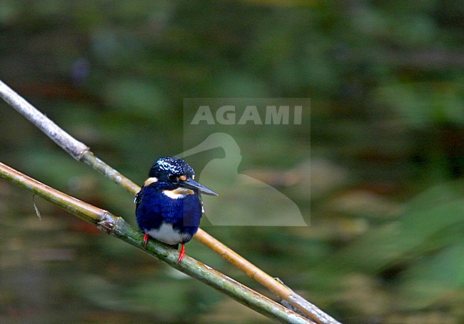 Noordelijke Zilveren Dwergijsvogel, Northern Silvery-Kingfisher, Ceyx flumenicola stock-image by Agami/Pete Morris,