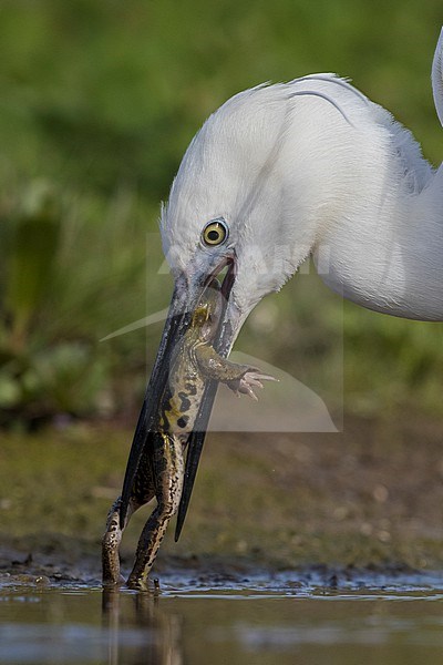 Little Egret (Egretta garzetta), close-up of an adult eating a frog, Campania, Italy stock-image by Agami/Saverio Gatto,