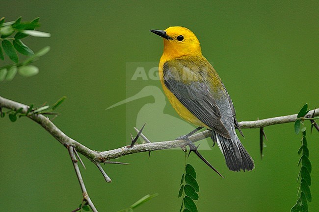 Adult male
Grimes Co., TX
April 2007 stock-image by Agami/Brian E Small,