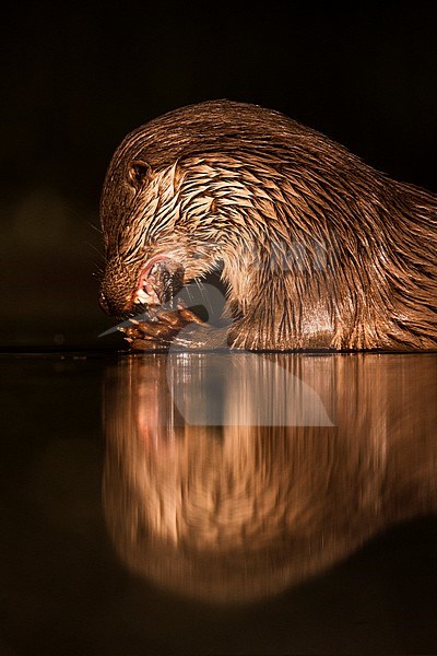 European Otter (Lutra Lutra) forging at night stock-image by Agami/Alain Ghignone,