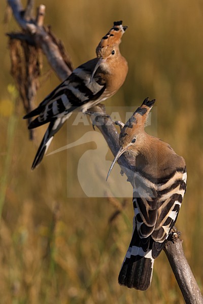 Hop zittend op tak; Eurasian Hoopoe perched on a branch stock-image by Agami/Daniele Occhiato,