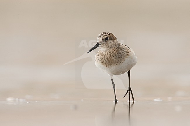 Bairds Strandloper op strand Wassenaar; Baird's Sandpiper on Wassenaar Beach (Netherlands) stock-image by Agami/Menno van Duijn,