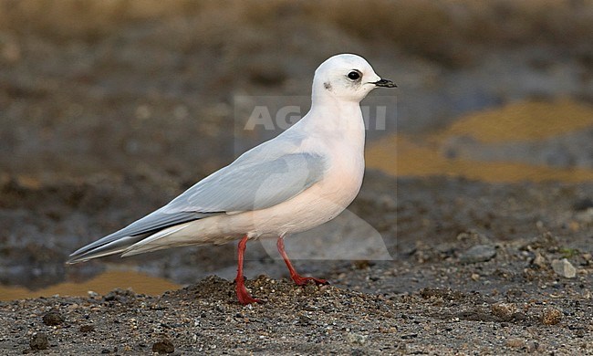 Adult winter Ross's Gull (Rhodostethia rosea) standing in a field at Surfer's Beach in San Mateo county, California, United States. stock-image by Agami/Brian Sullivan,