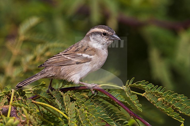Vrouwtje Kaapverdische Mus; Iago Sparrow female stock-image by Agami/Daniele Occhiato,