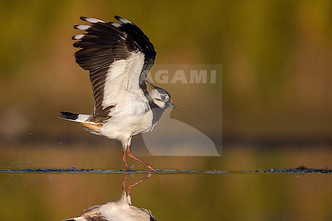 Northern Lapwing, Vanellus vanellus, in Italy. Standing in a shallow lake. stock-image by Agami/Daniele Occhiato,