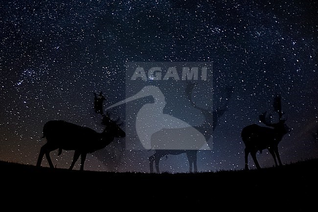 Fallow deer, Dama dama, standing at night with a starry night in the background. Milky Way in the night sky. stock-image by Agami/Bence Mate,