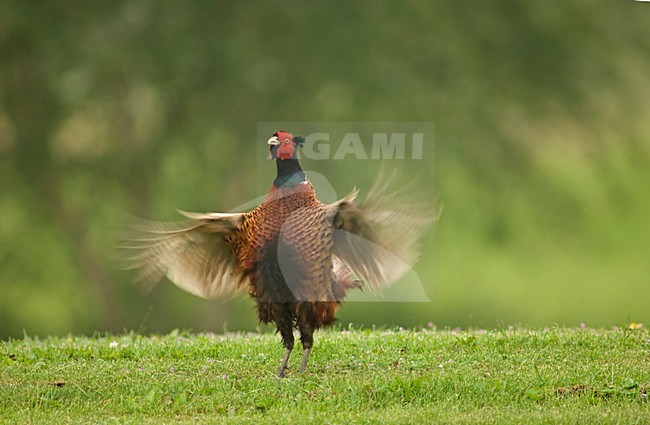 Common Pheasant adult male displaying, Fazant adult mannetje baltsend stock-image by Agami/Wil Leurs,
