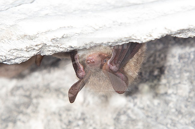Bechstein's bat in hibernation stock-image by Agami/Theo Douma,