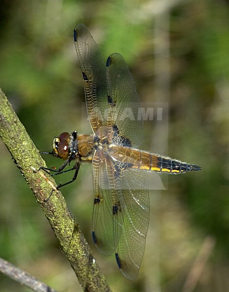 Four-spotted Chaser mature sitting; Viervlek adult zittend stock-image by Agami/Marc Guyt,