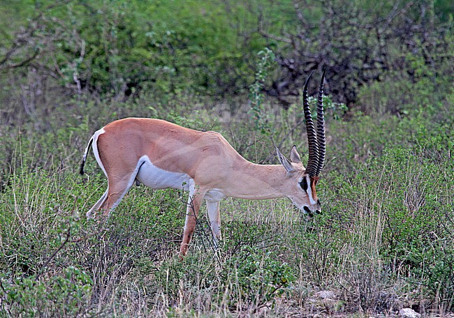 Grant's gazelle (Nanger granti ssp brighti) stock-image by Agami/Pete Morris,