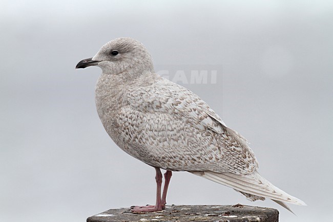 Kleine Burgemeester in eerste winterkleed; Iceland Gull in first winter plumage stock-image by Agami/Chris van Rijswijk,