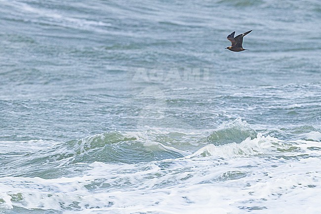  stock-image by Agami/Menno van Duijn,