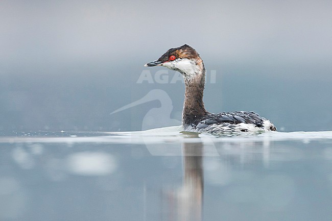 Slavonian Grebe - Ohrentaucher - Podiceps auritus ssp. auritus, Germany, adult winter plumage stock-image by Agami/Ralph Martin,
