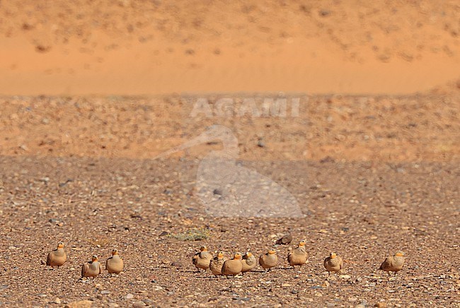 A bunch of Spotted Sandgrouse near small ponds in the Erg Chebbi Desert/Merzouga. stock-image by Agami/Jacques van der Neut,