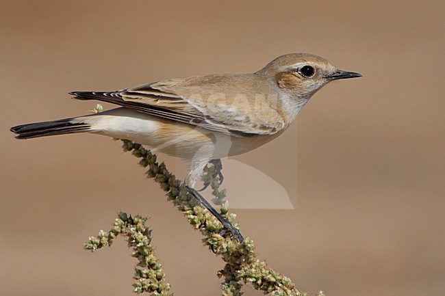 Vrouwtje Woestijntapuit; Female Desert Wheatear stock-image by Agami/Daniele Occhiato,