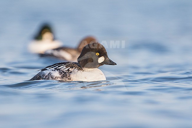 1st winter male Common Goldeneye (Bucephala clangula ssp. clangula) swimming in front of two other ducks on a lake in Germany. stock-image by Agami/Ralph Martin,
