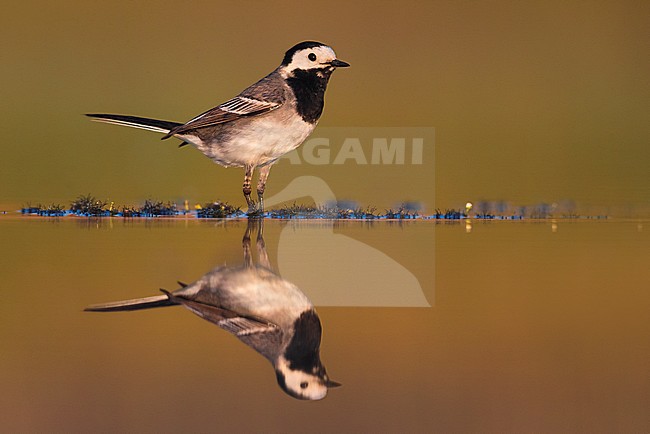 Witte Kwikstaart; White Wagtail; Motacilla alba stock-image by Agami/Daniele Occhiato,