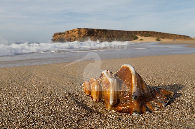 Shell lying on beach in Oman stock-image by Agami/Ralph Martin,
